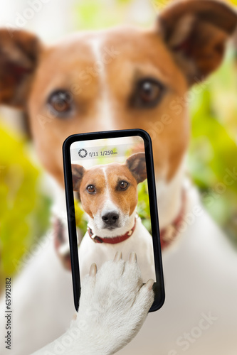 Photo: dog selfie dog selfie