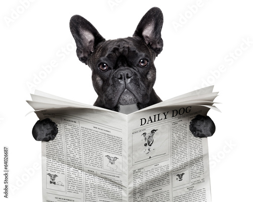 Photo: newspaper bulldog newspaper bulldog