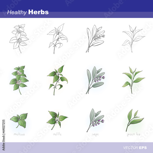 Vector: Healthy herbs Healthy herbs
