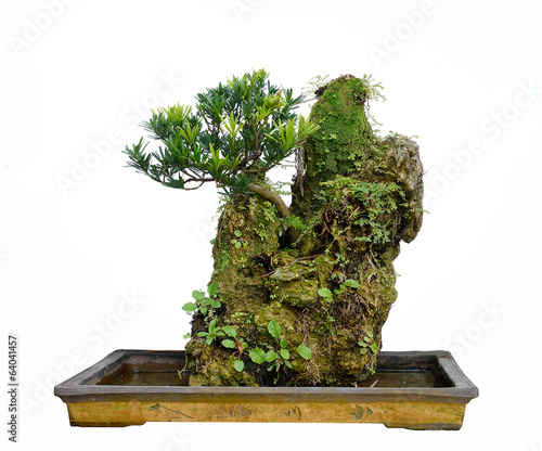 Photo: Rock bonsai isolated on white Rock bonsai isolated on white