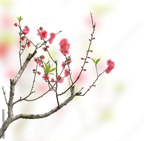 Photo: pink blossoms pink blossoms