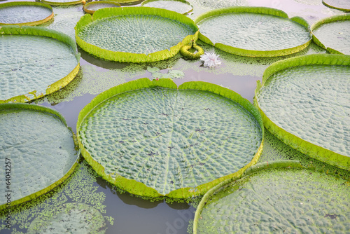 Photo: Huge floating lotus,Giant Amazon water lily,Victoria amazonia Huge floating lotus,Giant Amazon water lily,Victoria amazonia