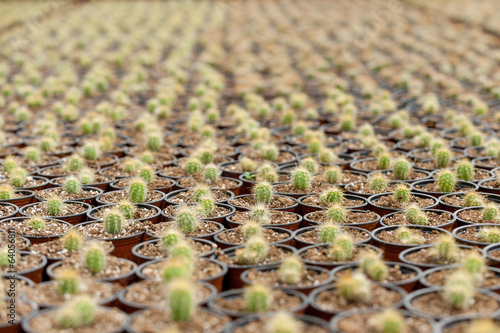 Photo: Sea of cactus. Sea of cactus.