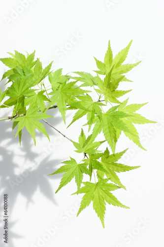 Photo: 緑のもみじ 緑のもみじ