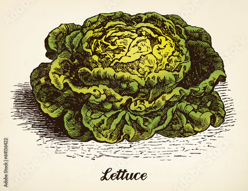 Vector: Lettuce vintage illustration vector Lettuce vintage illustration vector