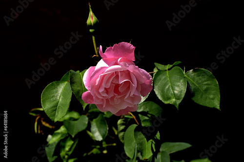 Photo: rosa rosa