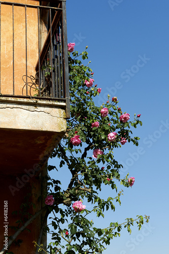 Photo: rose rose