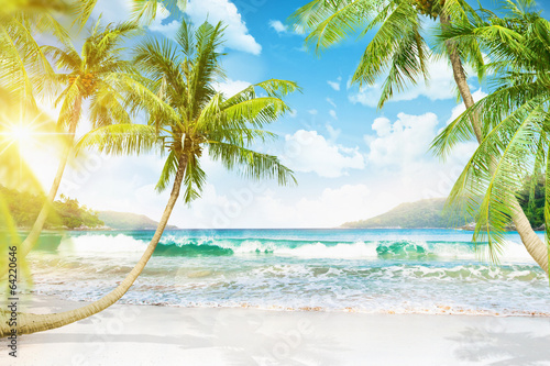 Tropical island with palm trees