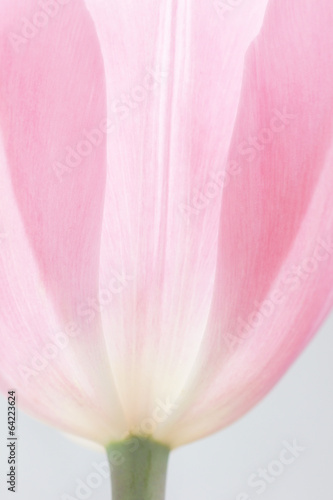 Photo: zarte rosa Tulpe zarte rosa Tulpe