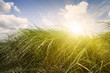 Sunset green meadow. Blue sky with clouds. Sunset green meadow. Blue sky with clouds.