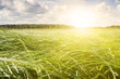 Green meadow surrounded by forests. Green meadow surrounded by forests.