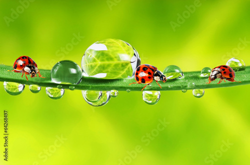 ladybirds between water drops
