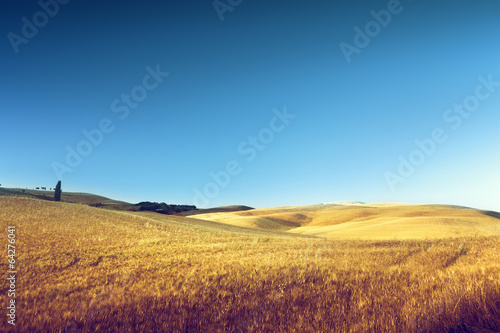 Photo: field of barley in Tuscany, Italy field of barley in Tuscany, Italy
