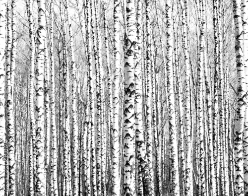 Fototapeta Spring trunks of birch trees black and white