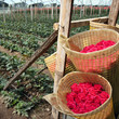 Roses Harvest, plantation in Tumbaco, Cayambe, Ecuador, South Am Roses Harvest, plantation in Tumbaco, Cayambe, Ecuador, South Am