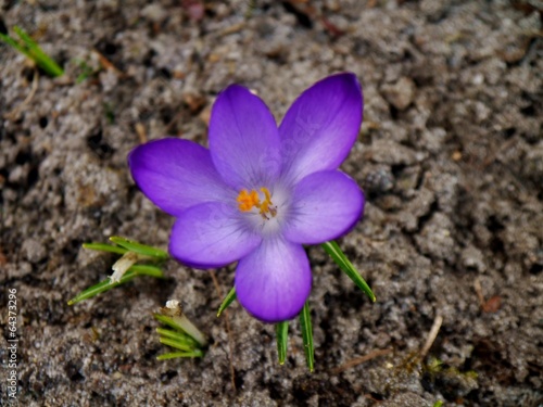 Photo: lila Krokusblüte von oben lila Krokusblüte von oben