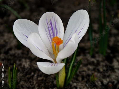 Photo: Weißer Krokus Weißer Krokus