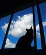 cat by the window cat by the window