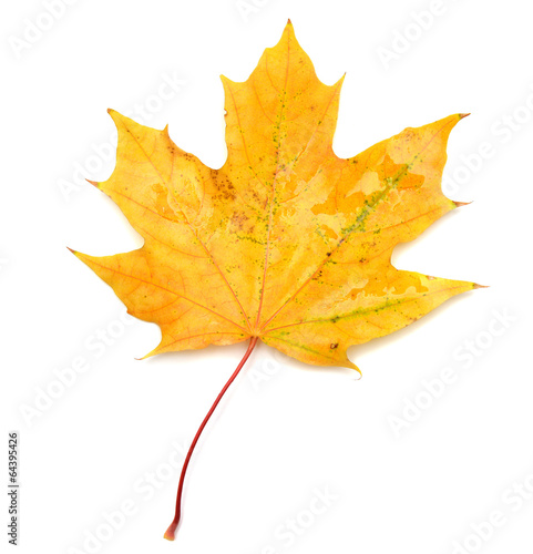 Photo: Yellow leaf Yellow leaf