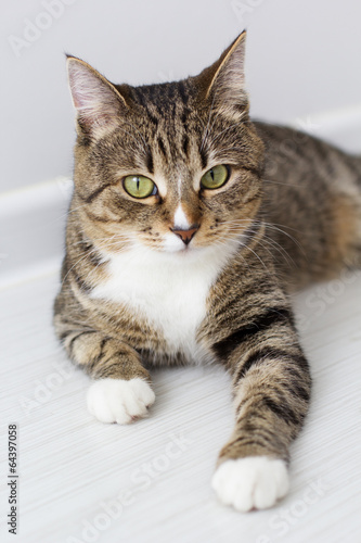 Photo: Beautiful cat isolated on white background. Beautiful cat isolated on white background.