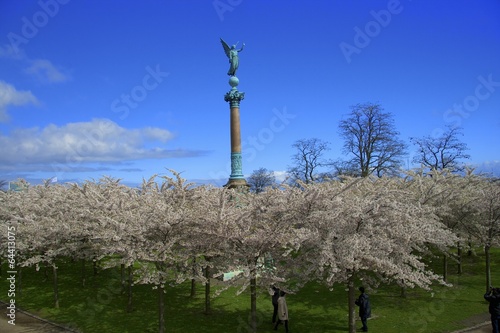 Photo: Ciliegi Sakura, Copenaghen Ciliegi Sakura, Copenaghen