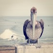 Pelican and Surfing Pelican and Surfing