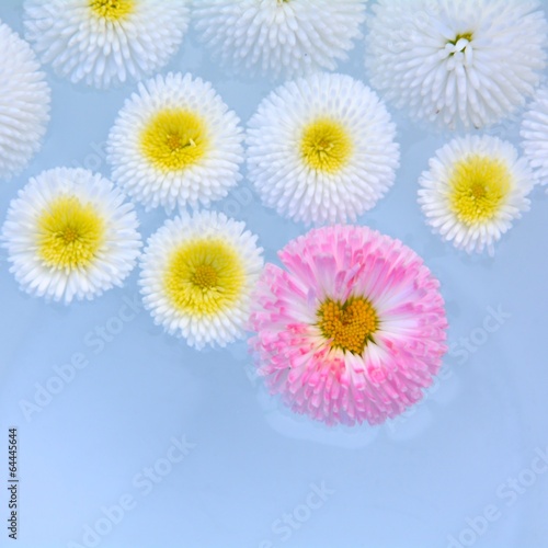 Photo: Gänseblümchen im Wasser Gänseblümchen im Wasser