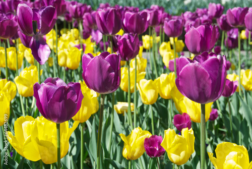 Photo: Tulipani Tulipani