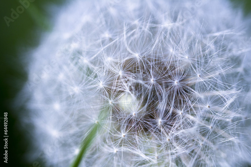  Die Struktur der Pusteblume; Makroaufnahme einer Löwenzahnblüte