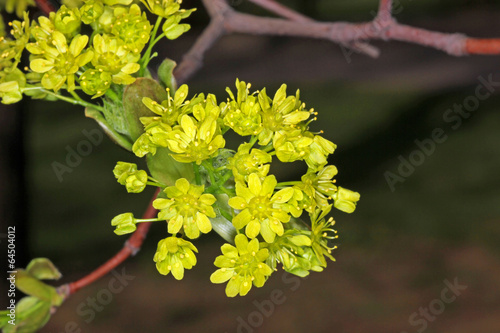 Photo: Maple flowers in spring Maple flowers in spring
