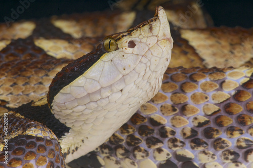 Photo: Hundred pace pit viper / Deinagkistrodon acutus Hundred pace pit viper / Deinagkistrodon acutus