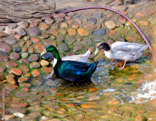 Photo: Enten baden Enten baden