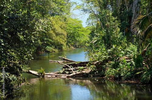  Small tropical river with fallen tree in the jungle