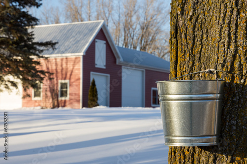 Photo: Maple Syrup Tapping Maple Syrup Tapping
