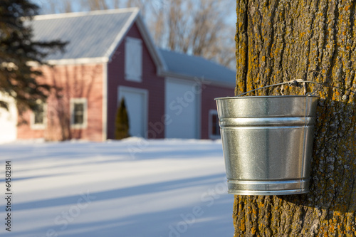 Photo: Maple Syrup Tapping Maple Syrup Tapping