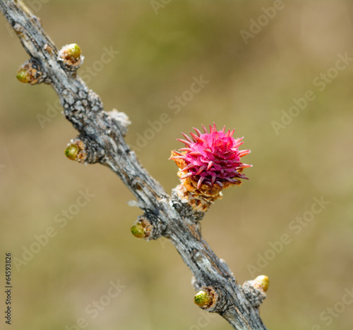 Photo: Fiore femminile di Larice alpino - Larix decidua Fiore femminile di Larice alpino - Larix decidua