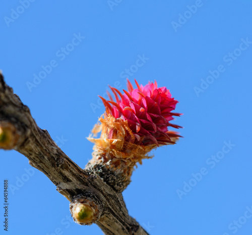 Photo: Fiore femminile di Larice alpino - Larix decidua Fiore femminile di Larice alpino - Larix decidua