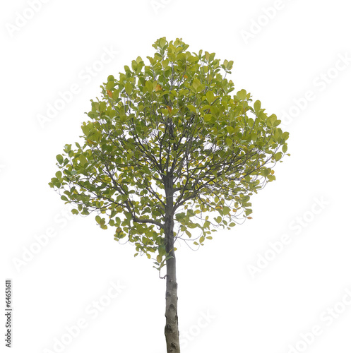 Photo: plant tree plant tree