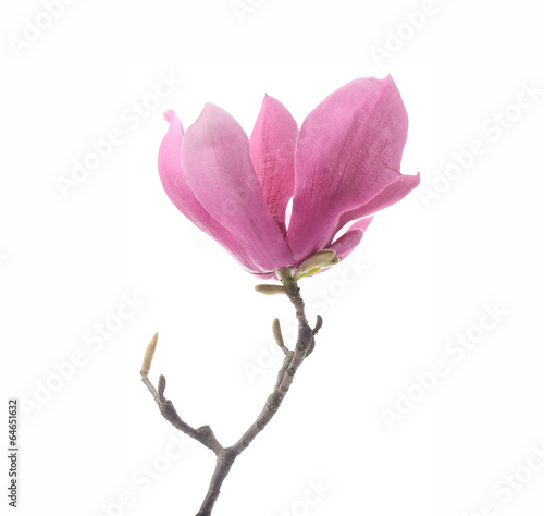 Photo: Pink magnolia flowers on old paper background Pink magnolia flowers on old paper background