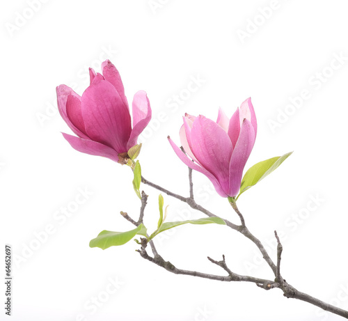 Photo: Pink magnolia flowers isolated on white background Pink magnolia flowers isolated on white background