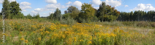 Photo: Panorama of meadow in full flower Panorama of meadow in full flower