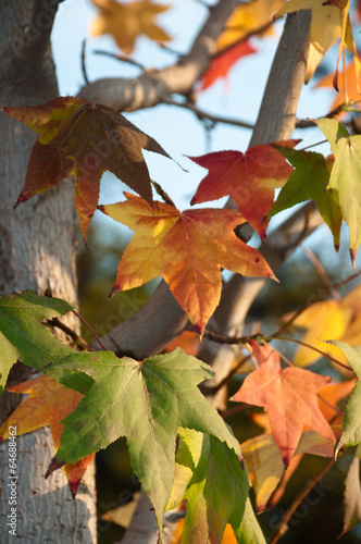 Photo: l'autunno e i suoi colori l'autunno e i suoi colori