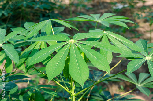Photo: Cassava garden Cassava garden