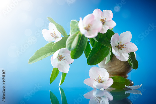 Photo: Spring flowering quince tree Spring flowering quince tree