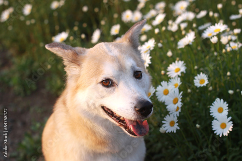 Photo: 笑顔で見つめる犬とマーガレットの花 笑顔で見つめる犬とマーガレットの花