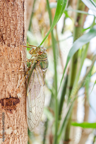 Photo: Cicada on tree close up Cicada on tree close up