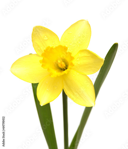 Photo: Narcissus Narcissus