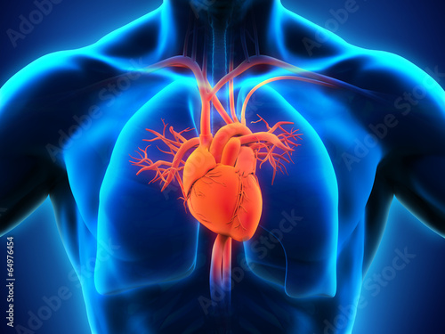 Illustration: Human Heart Anatomy Human Heart Anatomy