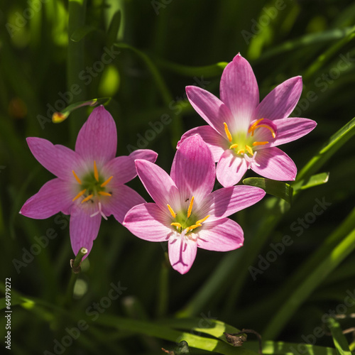 Photo: pink Zephyranthes Lily pink Zephyranthes Lily