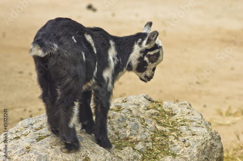 Photo: Wild dwarf goat at Schoenbrunn park Zoo in Vienna Wild dwarf goat at Schoenbrunn park Zoo in Vienna